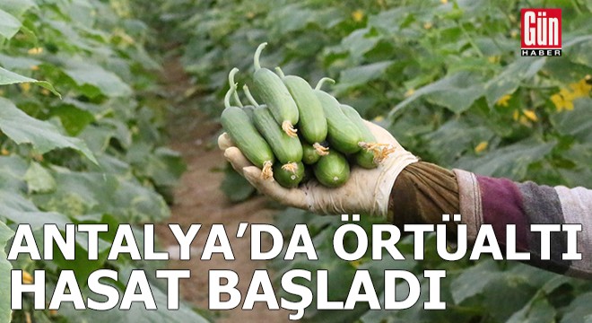 Antalya'da örtüaltı hasat başladı