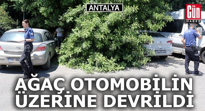 Antalya'da, otomobilinin üzerine ağaç devrildi