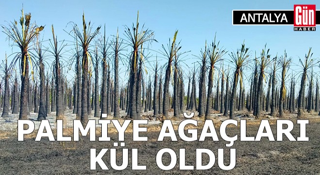 Antalya'da palmiye ağaçları kül oldu