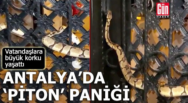 Antalya'da piton paniği! Vatandaşlara büyük korku yaşattı