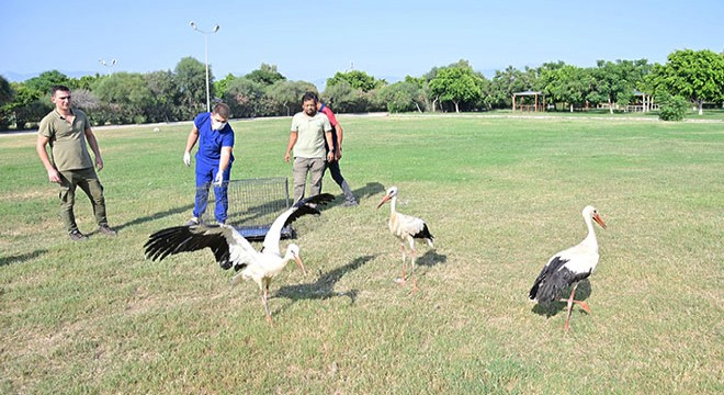 Antalya'da plastik atıklar leylekleri tehdit ediyor