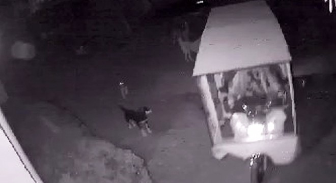 Antalya'da sokak köpekleri, baba- oğlun korkulu rüyası oldu