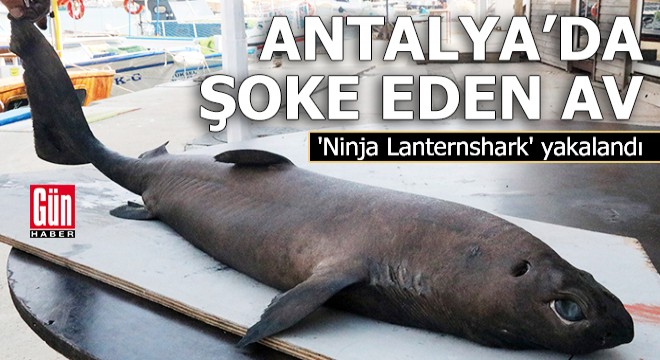 Antalya'da şoke eden av! 'Ninja Lanternshark' yakalandı