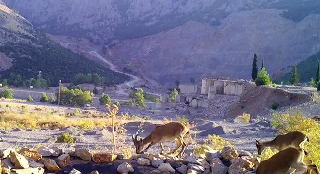 Antalya'da yaban hayvanları için can suyu havuzu