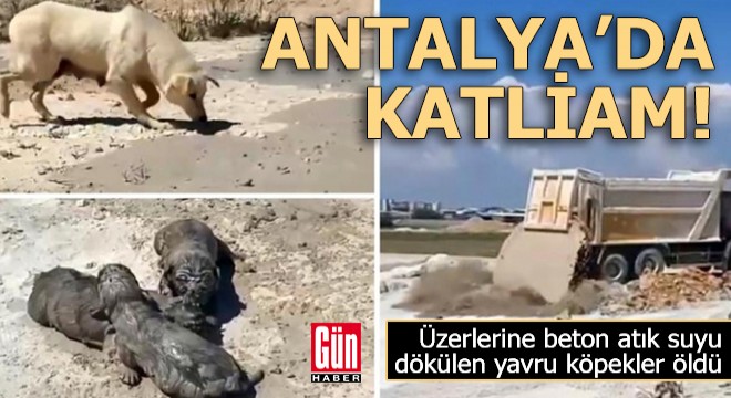 Antalya'da yavru köpeklere beton atık suyu katliamı