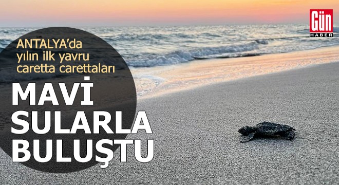 Antalya'da yılın ilk yavru caretta carettaları mavi sularla buluştu