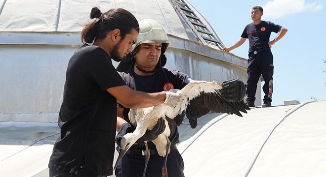 Antalya'da yuvasından düşen yavru leylek kurtarıldı