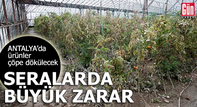 Antalya'da zarar gören seralardaki ürünler çöpe dökülecek