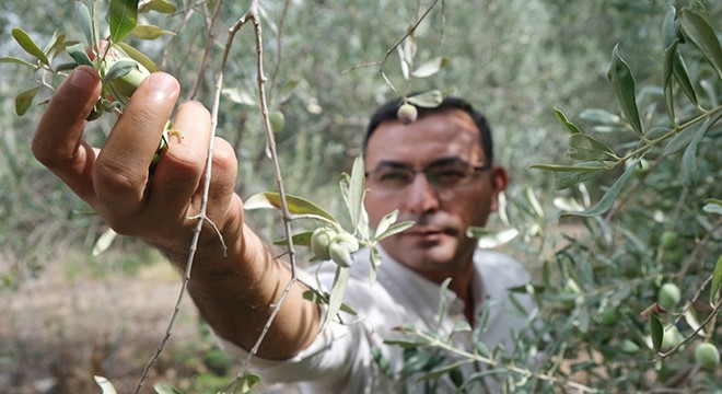 Antalya'da zeytin hasadı başladı