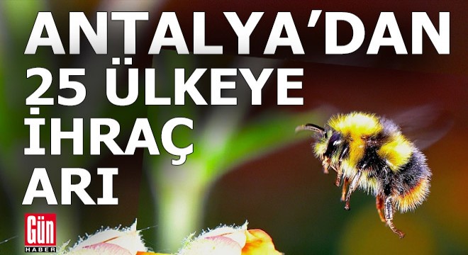 Antalya'dan 25 ülkeye arı ihraç ediliyor