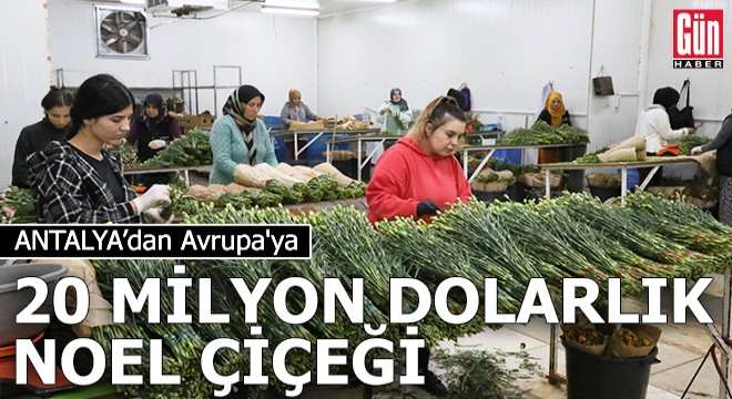 Antalya'dan Avrupa'ya 20 milyon dolarlık Noel çiçeği