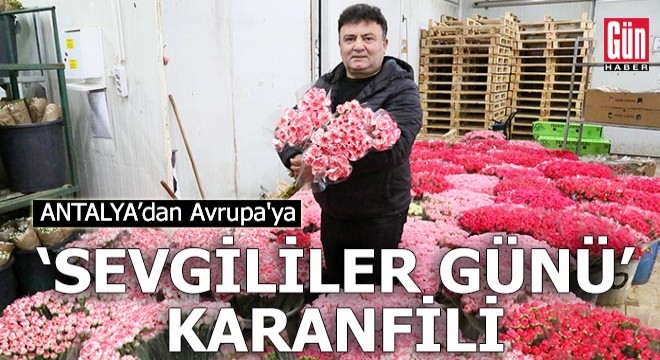 Antalya'dan Avrupa'ya 7 milyon dolarlık 'Sevgililer Günü' karanfili