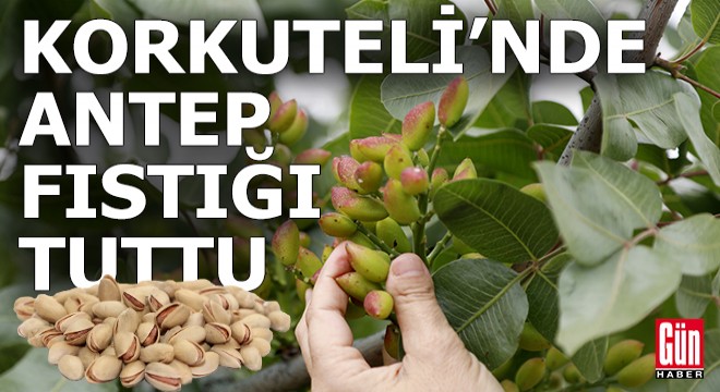 Antep fıstığı Korkuteli'nde denendi ve tuttu