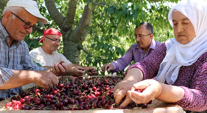 Apolyont kirazında bu yıl rekolte beklentisi düştü