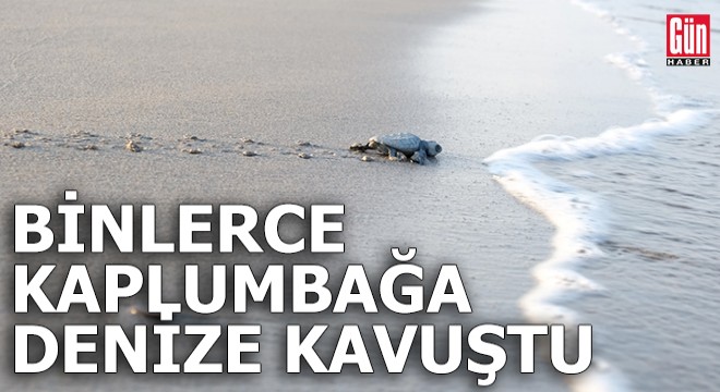 Binlerce kaplumbağa denize kavuştu