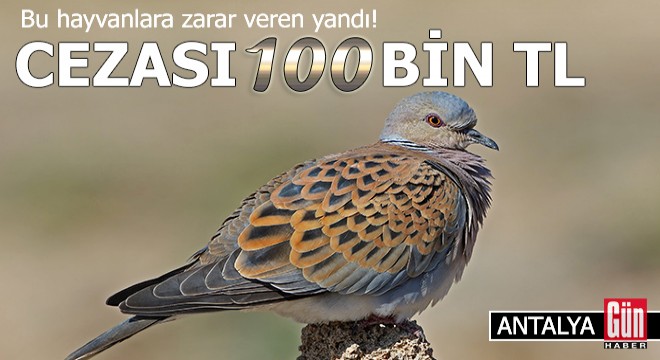 Bu hayvanlara zarar veren yandı! Cezası 100 bin TL