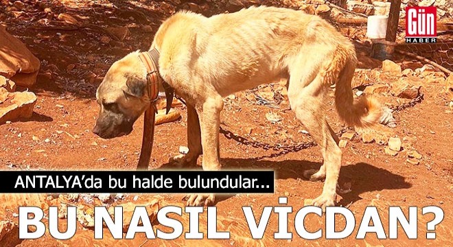 Bu nasıl vicdan? Antalya'da bu halde bulundular...