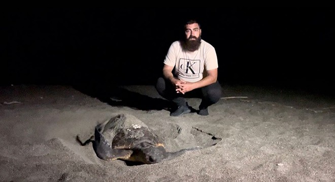 Caretta caretta yuvasını korumaya aldı