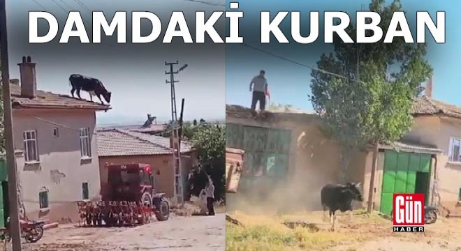 Damdaki kurban