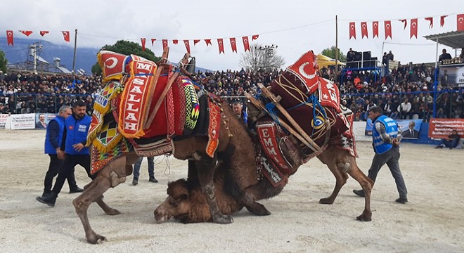 Demre'de deve güreşleri düzenlendi