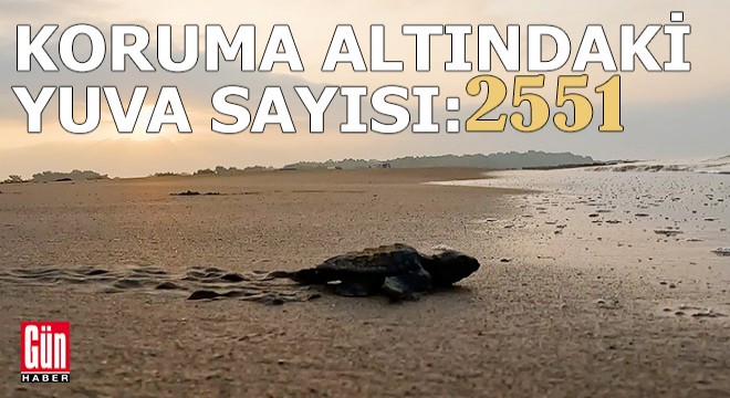 Deniz kaplumbağaları için korumaya alınan yuva sayısı: 2551