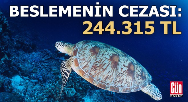 Deniz kaplumbağalarını besleyene 244 bin lira ceza