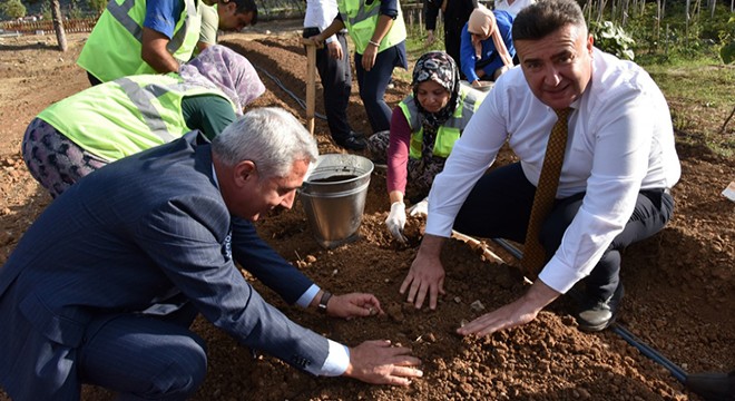 Eğirdir'e safran bitkisi dikildi