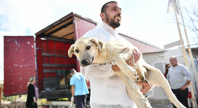 Enkazdan kurtarılan köpekler Muratpaşa'da tedavide