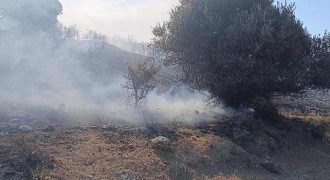 Foça'da maki ve zeytinlik yangını