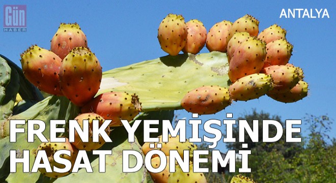 Frenk yemişinde hasat dönemi