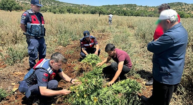 Gaziantep'te, 214 kök kenevire 2 gözaltı