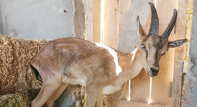 Görme kaybı yaşayan yaban keçisi, tedaviye alındı