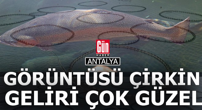 Görüntüsü çok çirkin ama geliri çok çok güzel...