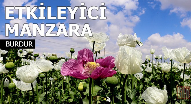 Haşhaş tarlalarında etkileyici manzara