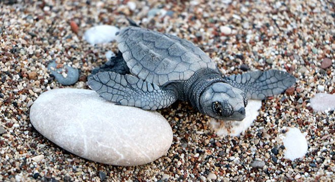 Hava şartları Antalya'da canlı yavru caretta sayısını düşürdü