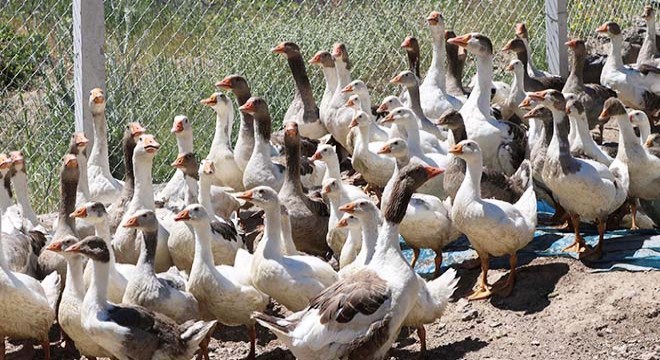 Hobi olarak başladığı kaz yetiştiriciliği gelir kapısı oldu