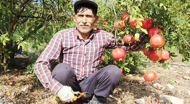 İklim değişikliği narda kaliteyi düşürdü