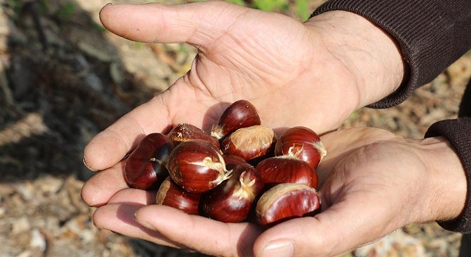 İnegöl'de gal arısı, kestane verimini düşürdü