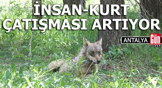 İnsan- kurt çatışması artıyor; kaybeden kurtlar oluyor