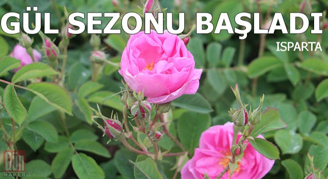 Isparta'da gül sezonu başladı