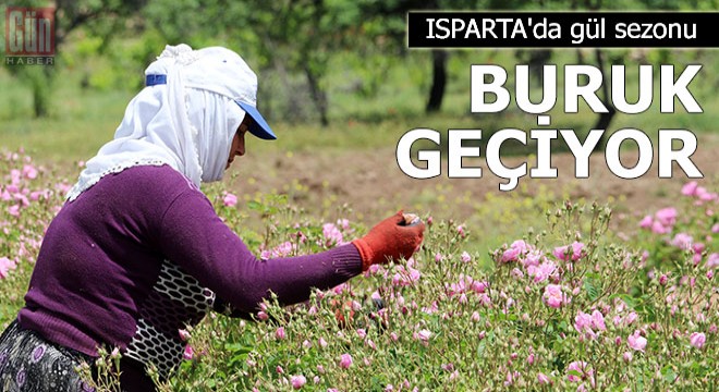 Isparta'da gül sezonu salgın nedeniyle buruk geçiyor