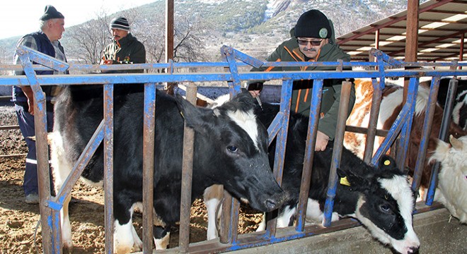 Isparta'da şap hastalığına karşı önlem