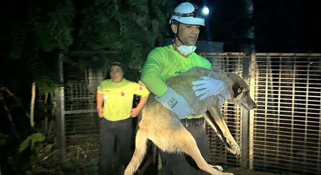 İzmir'de yangın nedeniyle 335 hayvan koruma altına alındı