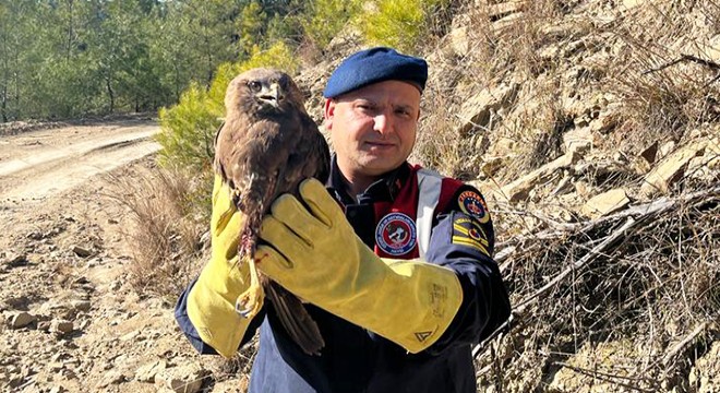 Jandarmanın bulduğu yaralı şahin korumaya alındı