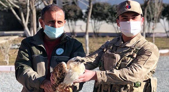 Kanadı kırık bulunup, jandarmaya teslim edilen doğana tedavi