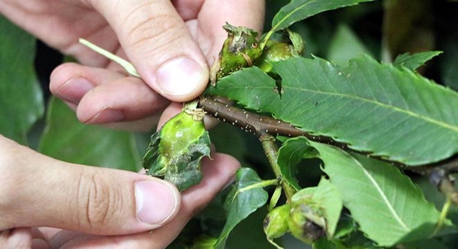 Katil arılara karşı laboratuvarda 'böcek' üretilecek