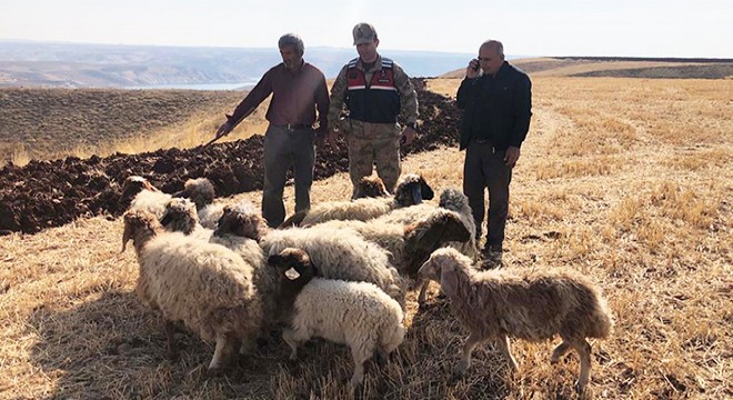 Kaybolan küçükbaşlar jandarma ekipleri tarafından bulundu