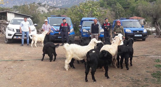 Kayıp hayvanlar bulundu