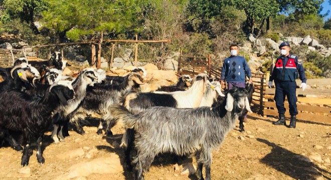 Kayıp keçiler 5 kilometre uzakta bulundu