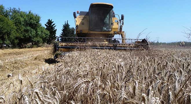 Kepez’in buğday tarlalarında hasat sevinci